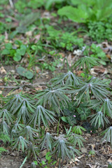 ヤブレガサの若葉