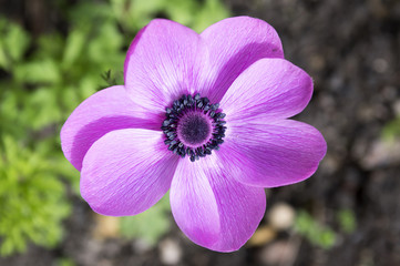 Single purple ornamental anemone coronaria de caen in bloom