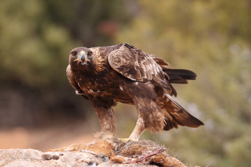 Young male of golden eagle