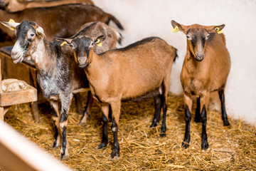 Naklejka na ściany i meble Beautiful alpine goats standing together in the barn