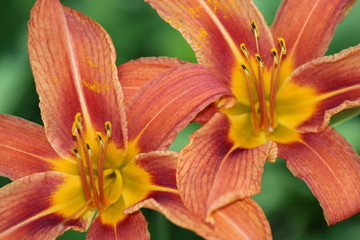 Orange day lily (Hemerocallis) beside an old country road. Day lilies are rugged, adaptable, vigorous perennials and comes in a variety of colors