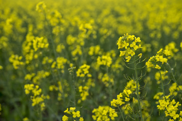Obraz premium Meadow with yellow flowers