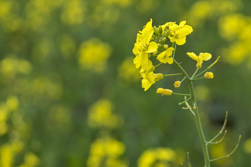 Meadow with yellow flowers