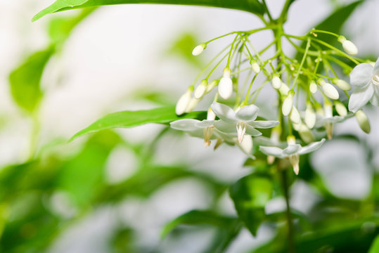 Flowers of wrightia religiosa with sunlight