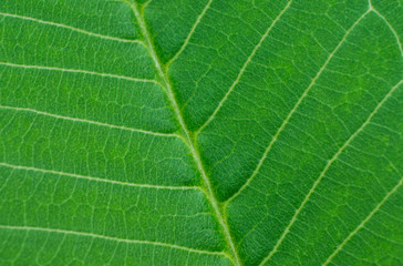 Macro or texture of fiber of leaf