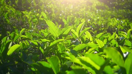 Green tea fresh leaves. Tea plantations