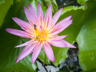 pink lotus with bees background