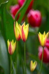  tulips