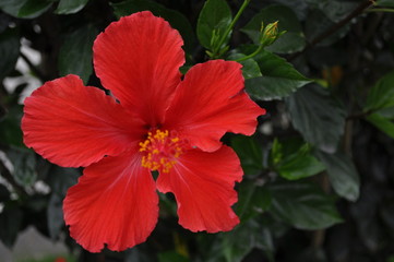 flor roja