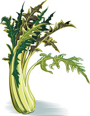catalonia chicory plant.