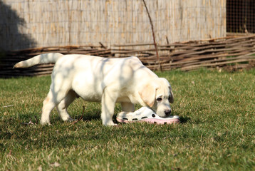 the yellow happy labrador puppy in garden