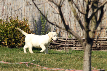 yellow happy labrador puppy in garden
