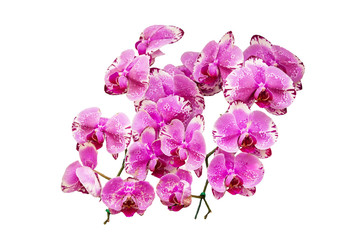 pink orchid flower isolated on white background , clipping path
