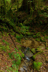 鹿児島　屋久島の自然