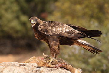 Young male of golden eagle