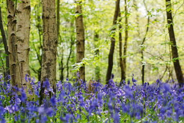 Trees and carpets of bluebells in Abbot's Wood in East Sussex, England
