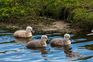 mute Swan with young animals