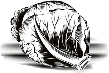 Cabbage, freshly picked.