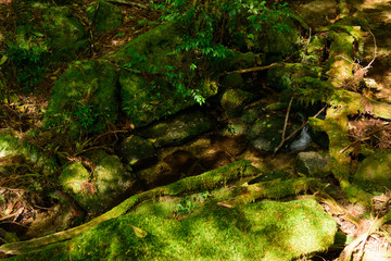 鹿児島　屋久島の自然