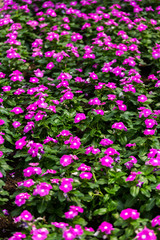 Purple flowers in the garden in evening time.