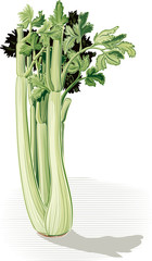 celery stalk.