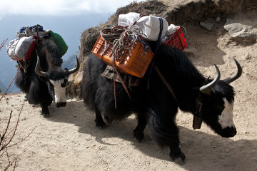 Yaks carrying heavy loads