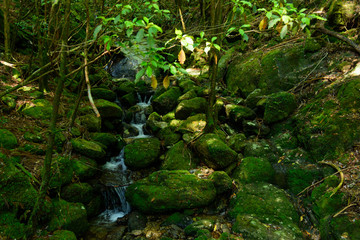 鹿児島　屋久島の自然