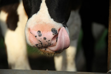 calf nose and tongue in dairy farm