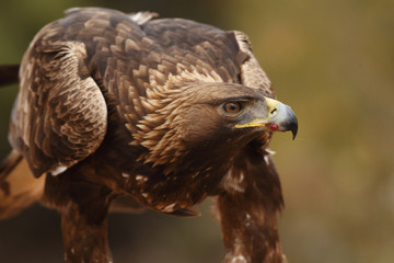 Young male of golden eagle