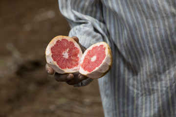 grapefruit 