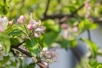 Blühender Apelbaum