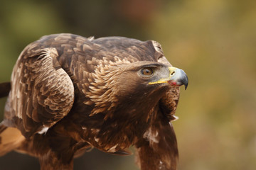 Young male of golden eagle