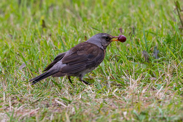 Fieldfare sitting on meadow