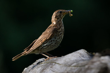 song Thrush with food in beak