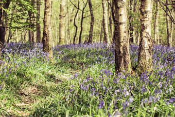 Toned photo of bluebell forest in Abbot's Wood in East Sussex, England