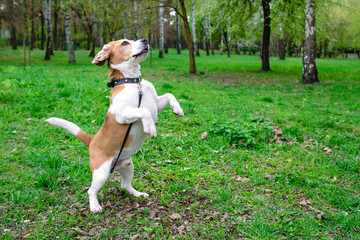 Funny portrait of the beagle outdoor on green grass background