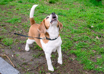 Funny portrait of the beagle outdoor on green grass background