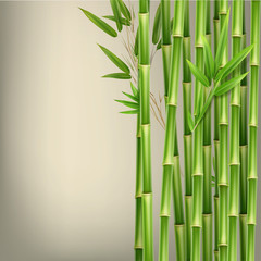Fototapeta na wymiar Green bamboo stems