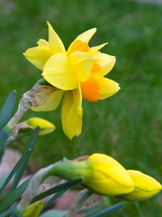 Obraz premium The first spring flowers of daffodils growing on the ground close up