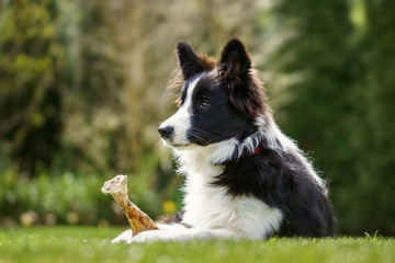 Border Collie Junghündin - 6 Monate alt