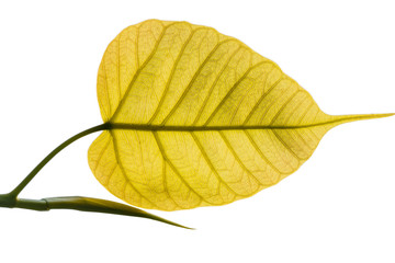 Pipal or Bo leaf in temple.thailand.