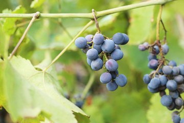 Bunches of ripe grapes in the garden