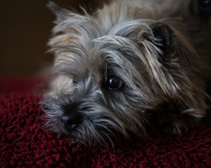 Cairn Terrier relaxed