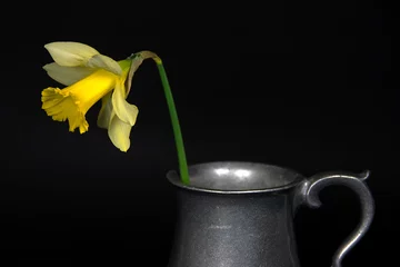 Photo sur Plexiglas Narcisse single yellow dandelion in vintage pewter pitcher isolated on black