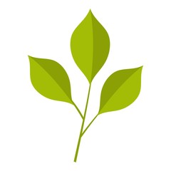 Green cherry leaves icon isolated