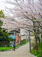 Obraz premium People with dog walk park near Okawa River cherry blossom of Osaka