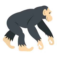 Chimpanzee, icon isolated