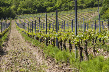 Fototapeta na wymiar Vineyard in spring in Tuscany,Italy