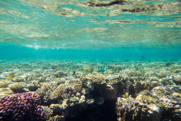 beautiful and diverse  coral reef and fish of the red sea