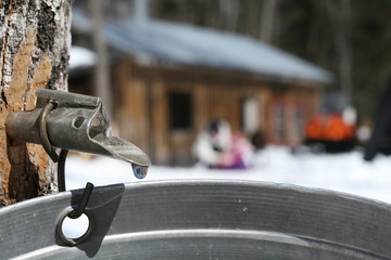 Sirop d'érable en production, l'eau d'érable coule